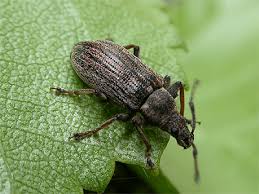 Attēlu rezultāti vaicājumam “Phyllobius”