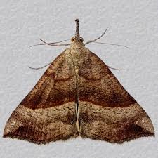 Attēlu rezultāti vaicājumam “Hypena proboscidalis”