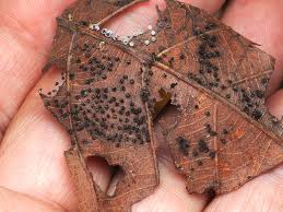 Attēlu rezultāti vaicājumam “Didymium verrucisporum”