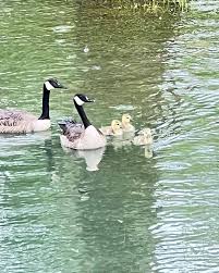 Attēlu rezultāti vaicājumam “Branta canadensis adult”
