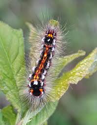 Attēlu rezultāti vaicājumam “Euproctis similis larva”
