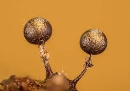 Attēlu rezultāti vaicājumam “Collaria arcyrionema”