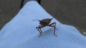 Attēlu rezultāti vaicājumam “Pinthaeus sanguinipes”