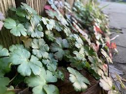 Attēlu rezultāti vaicājumam “Geranium bohemicum leaf”