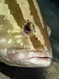 Image result for Epinephelus striatus