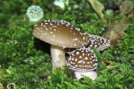 Attēlu rezultāti vaicājumam “Amanita pantherina”