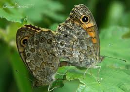 Attēlu rezultāti vaicājumam “Lasiommata megera female”