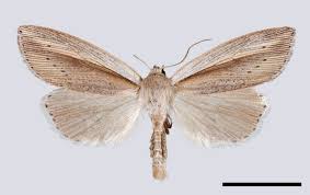 Attēlu rezultāti vaicājumam “Mythimna flammea”