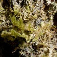 Attēlu rezultāti vaicājumam “Neckera pennata”