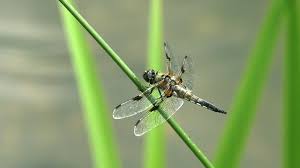 Attēlu rezultāti vaicājumam “Libellula quadrimaculata imago”