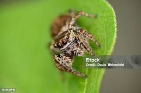 Attēlu rezultāti vaicājumam “Evarcha falcata female”