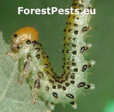 Attēlu rezultāti vaicājumam “Lasioptera rubi larva”
