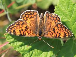 Attēlu rezultāti vaicājumam “Melitaea phoebe upperside”