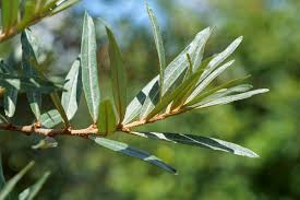 Attēlu rezultāti vaicājumam “Hippophae rhamnoides”