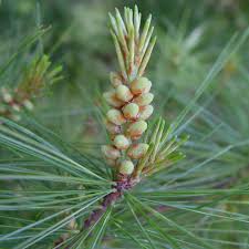 Attēlu rezultāti vaicājumam “Pinus strobus fruit”