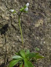 Attēlu rezultāti vaicājumam “Erophila verna flower”
