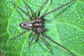 Attēlu rezultāti vaicājumam “Anyphaena accentuata”