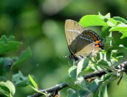 Attēlu rezultāti vaicājumam “Satyrium pruni”