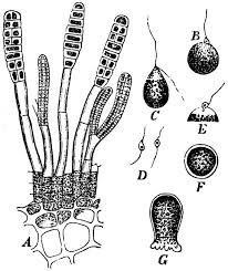 Attēlu rezultāti vaicājumam “Lycogala botrydium plasmodium”
