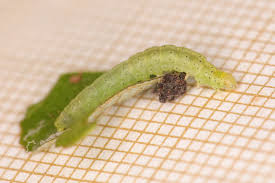 Attēlu rezultāti vaicājumam “Agonopterix ocellana”