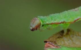 Attēlu rezultāti vaicājumam “Eupithecia exiguata”