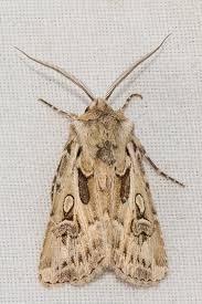 Attēlu rezultāti vaicājumam “Agrotis vestigialis”