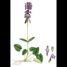Attēlu rezultāti vaicājumam “Stachys officinalis leaf”