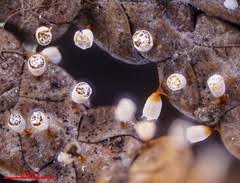 Attēlu rezultāti vaicājumam “Craterium aureonucleatum”