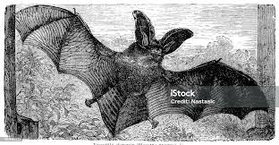 Attēlu rezultāti vaicājumam “Plecotus auritus”