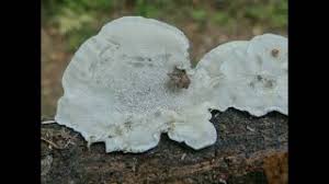 Attēlu rezultāti vaicājumam “Postia guttulata”