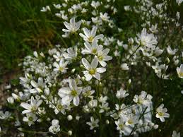 Attēlu rezultāti vaicājumam “Arenaria procera”