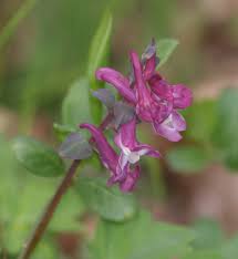 Attēlu rezultāti vaicājumam “Corydalis cava”