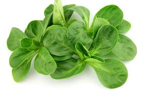 Image result for Feldsalat