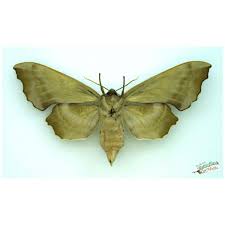 Attēlu rezultāti vaicājumam “Laothoe amurensis”