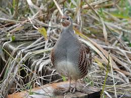 Attēlu rezultāti vaicājumam “Perdix perdix adult”