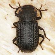 Attēlu rezultāti vaicājumam “Bolitophagus reticulatus”