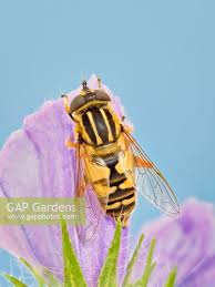 Attēlu rezultāti vaicājumam “Helophilus pendulus”