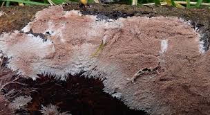 Attēlu rezultāti vaicājumam “Steccherinum fimbriatum”