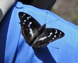 Attēlu rezultāti vaicājumam “Apatura iris”