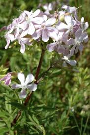 Attēlu rezultāti vaicājumam “Saponaria officinalis”