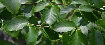 Attēlu rezultāti vaicājumam “Betula alleghaniensis”