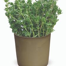 Image result for Satureja hortensis