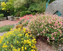 Attēlu rezultāti vaicājumam “Helianthemum nummularium”