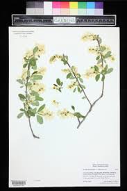 Attēlu rezultāti vaicājumam “Exochorda giraldii var. wilsonii”