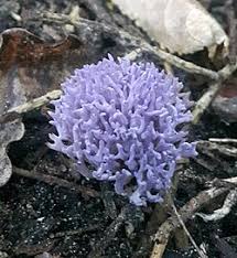 Attēlu rezultāti vaicājumam “Ramariopsis pulchella”