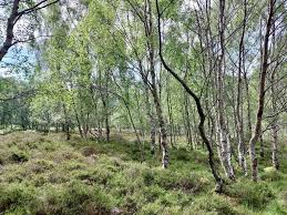 Image result for Solway Orienteers