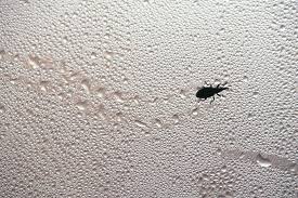 Attēlu rezultāti vaicājumam “Apion sp.”