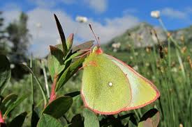 Attēlu rezultāti vaicājumam “Colias palaeno male”