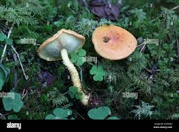 Attēlu rezultāti vaicājumam “Pholiota flammans”