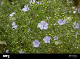 Attēlu rezultāti vaicājumam “Linum usitatissimum bud”